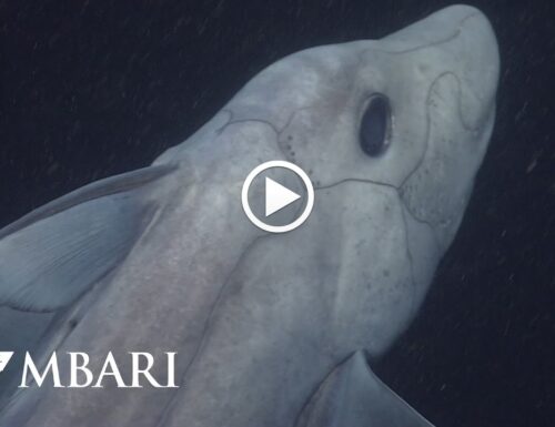 Ripreso per la prima volta lo squalo fantasma nella profondità degli abissi [VIDEO]